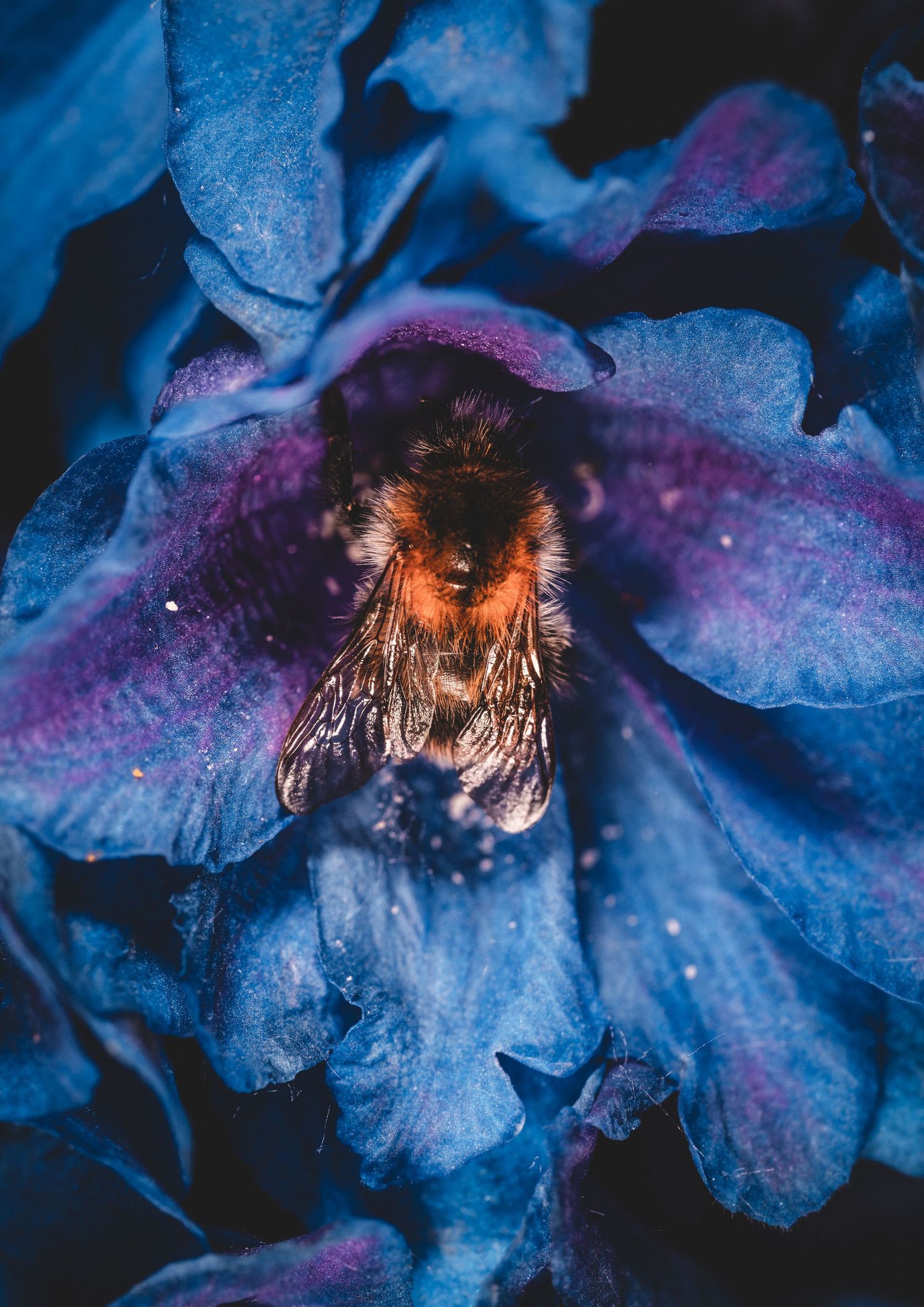 A fuzzy bumblebee rests inside a deep blue and purple flower, dusted with pollen in a moody macro nature photo.