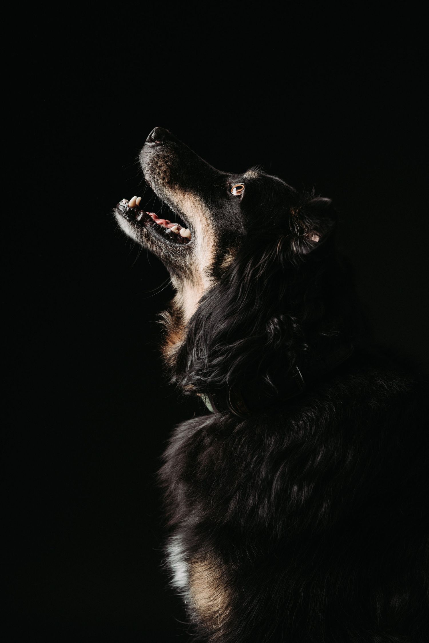 A dramatic black dog with mouth open looks upward against a dark black background.