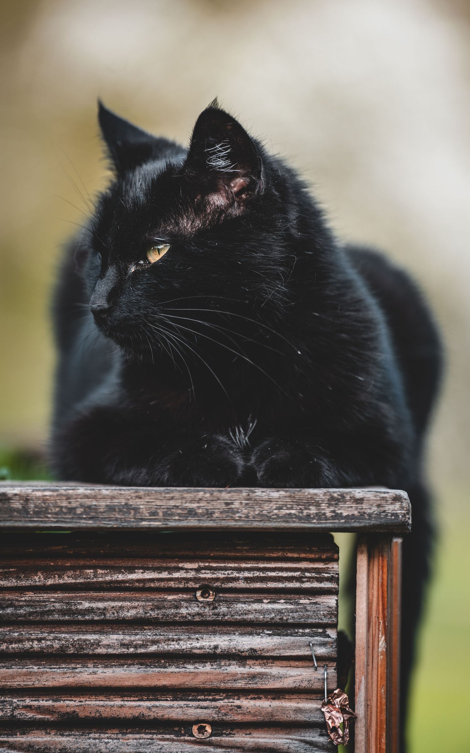 A sleek black cat with yellow eyes perches on a rustic wooden bench outdoors.