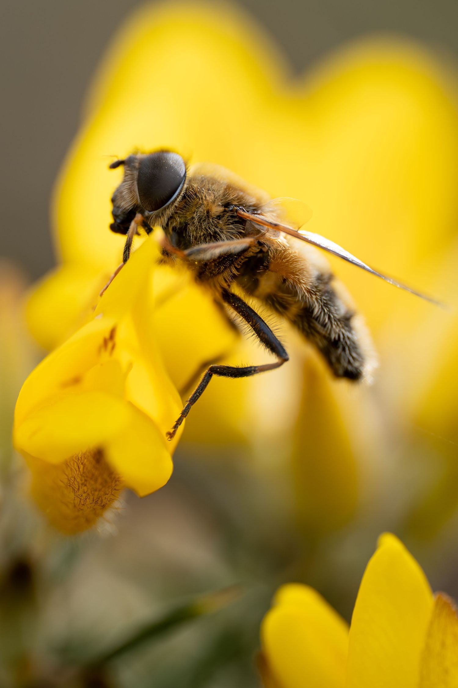 Close-up of a striped hoverfly resting on a bright yellow flower.
