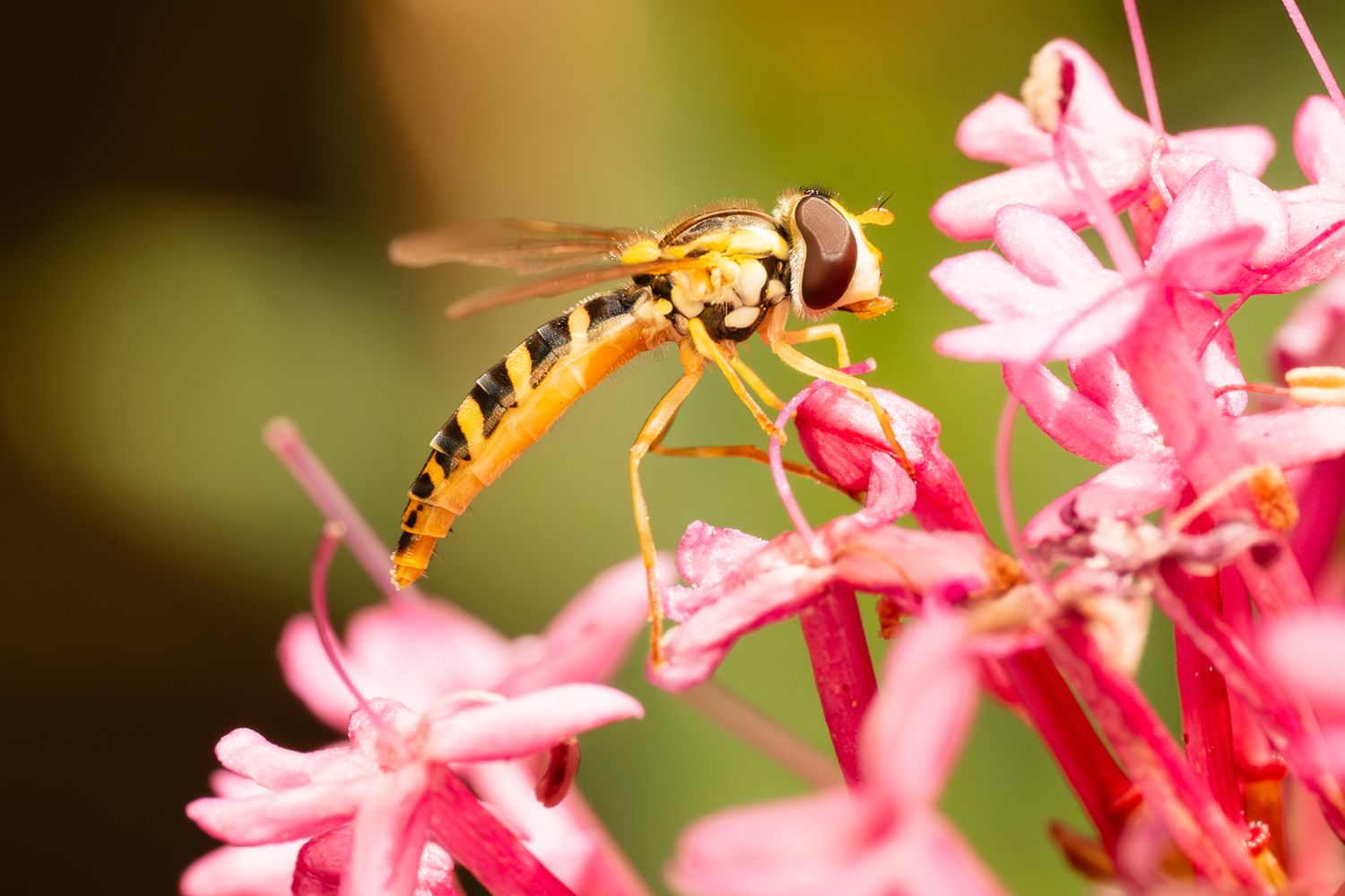 Macro photo of a yellow and black hoverfly feeding on vibrant pink flowers in a garden.