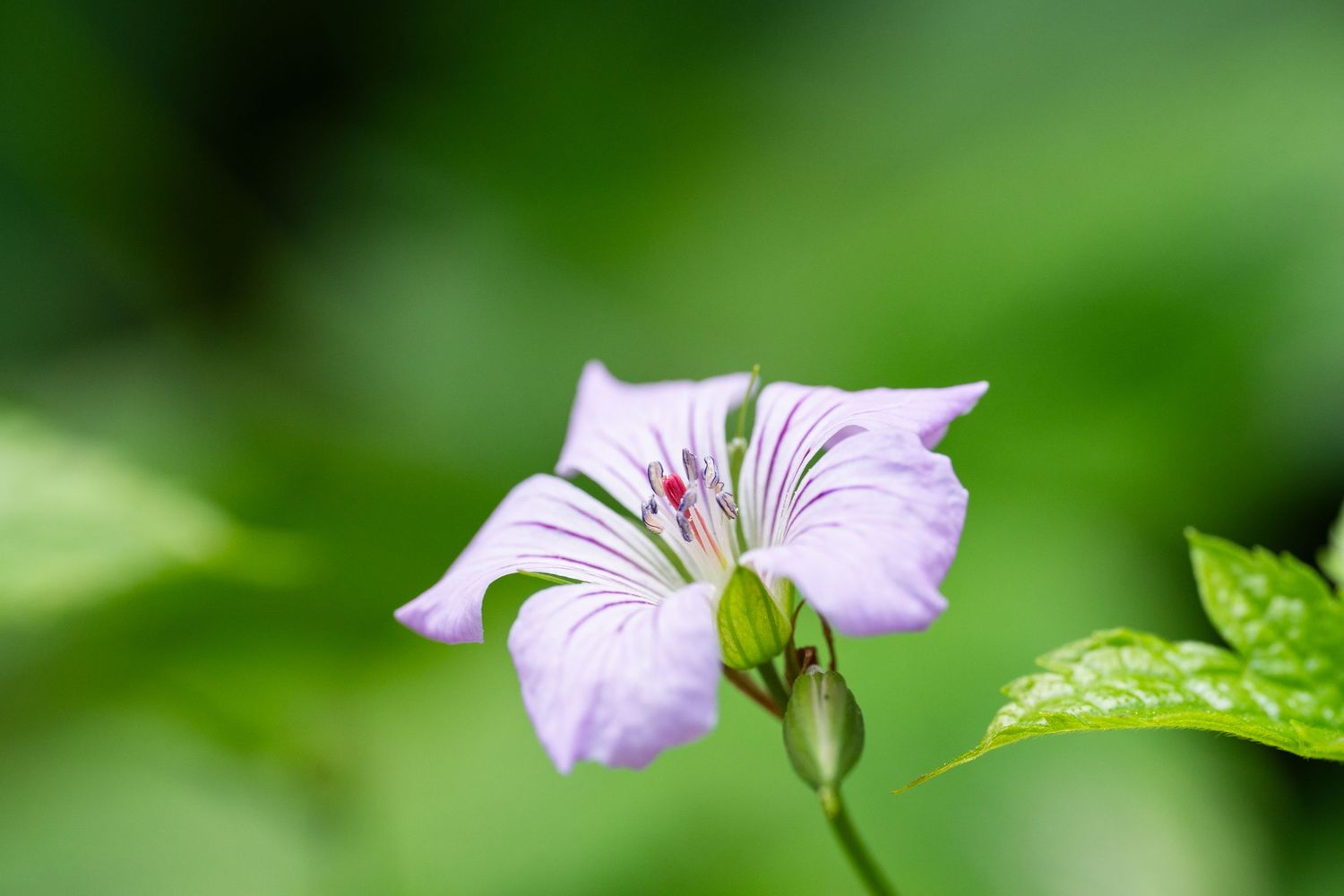 A pale purple flower with dark veins on its petals against a soft green background.