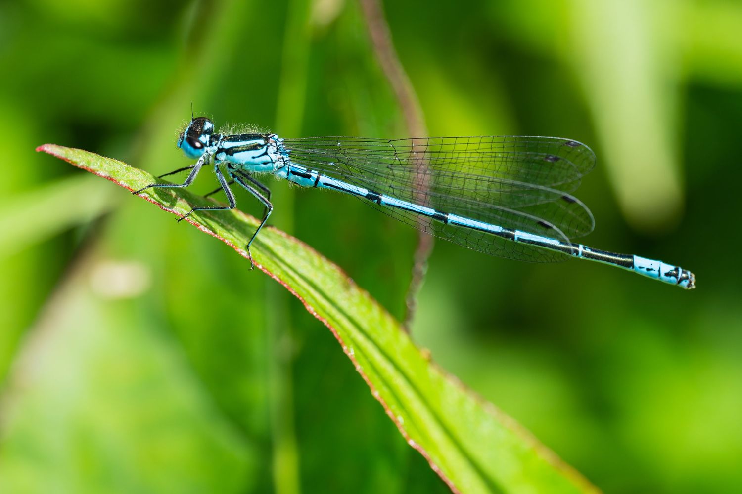 A blue damselfly resting on a blade of grass against a green background.