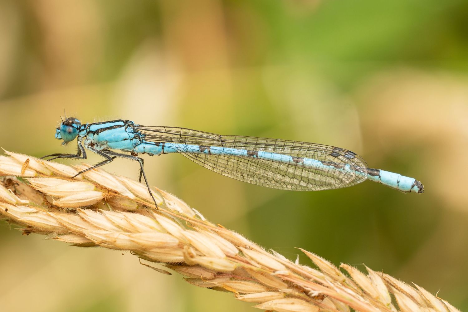 Close-up macro photo of a blue damselfly perched on a dried wheat stalk.