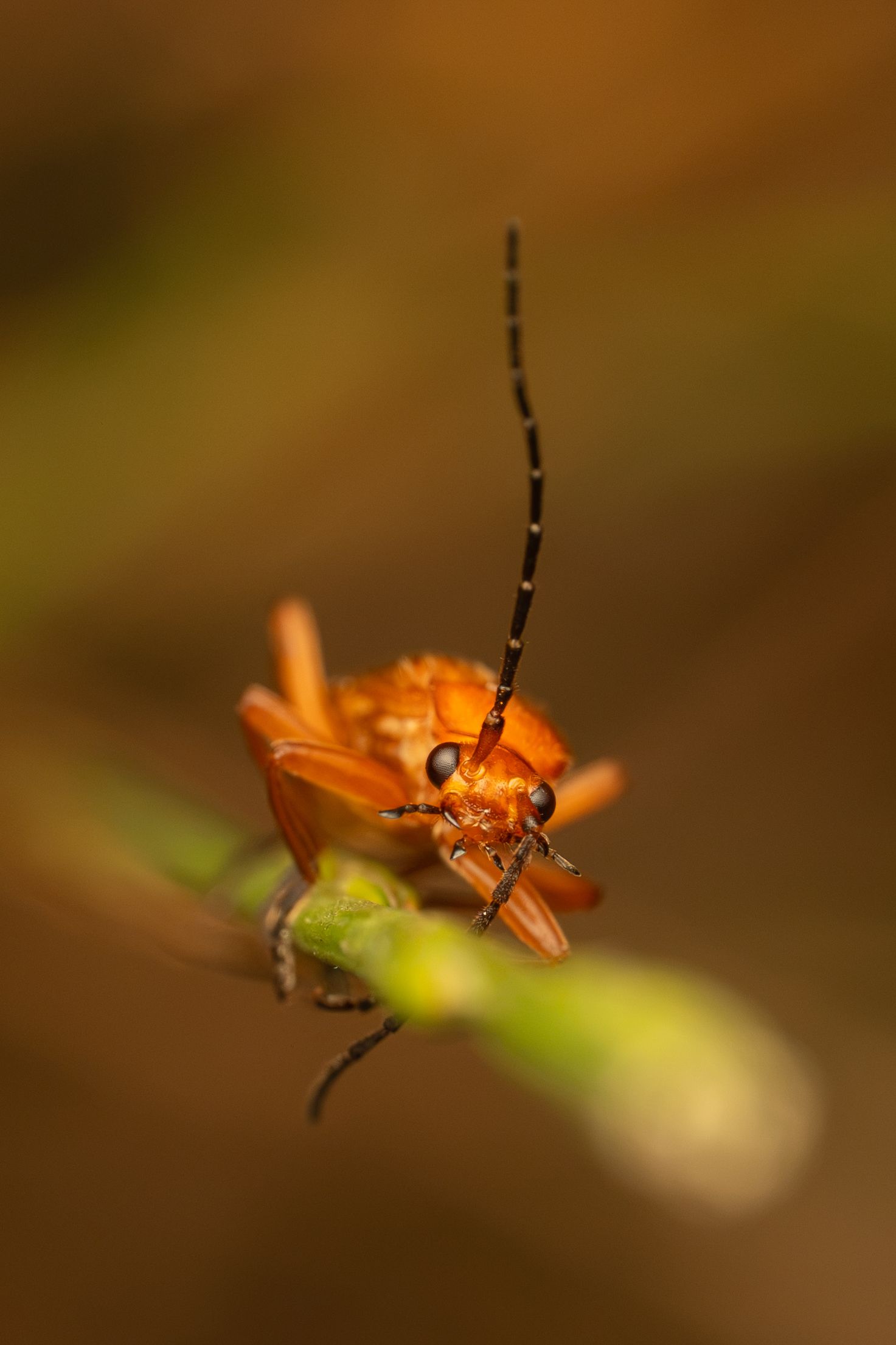 Macro close-up of an orange soldier beetle with long antennae on a green plant stem.