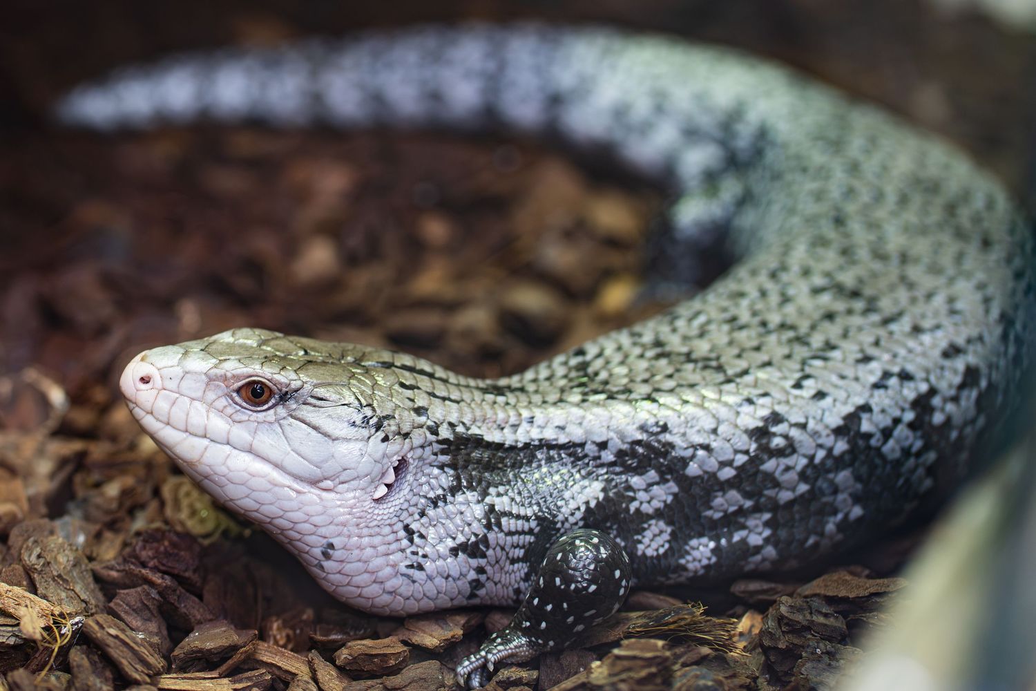 Close-up of a black and cream patterned lizard resting on bark chips.