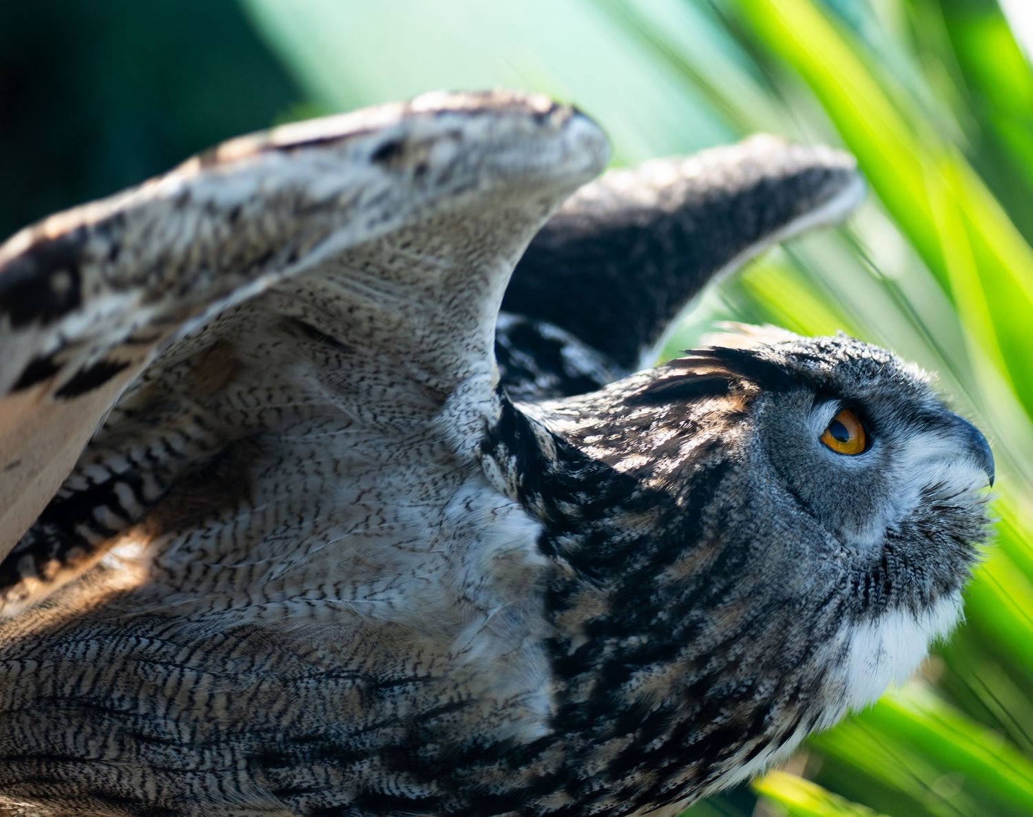 A great horned owl spreading its wings mid-flight with green foliage in the background.