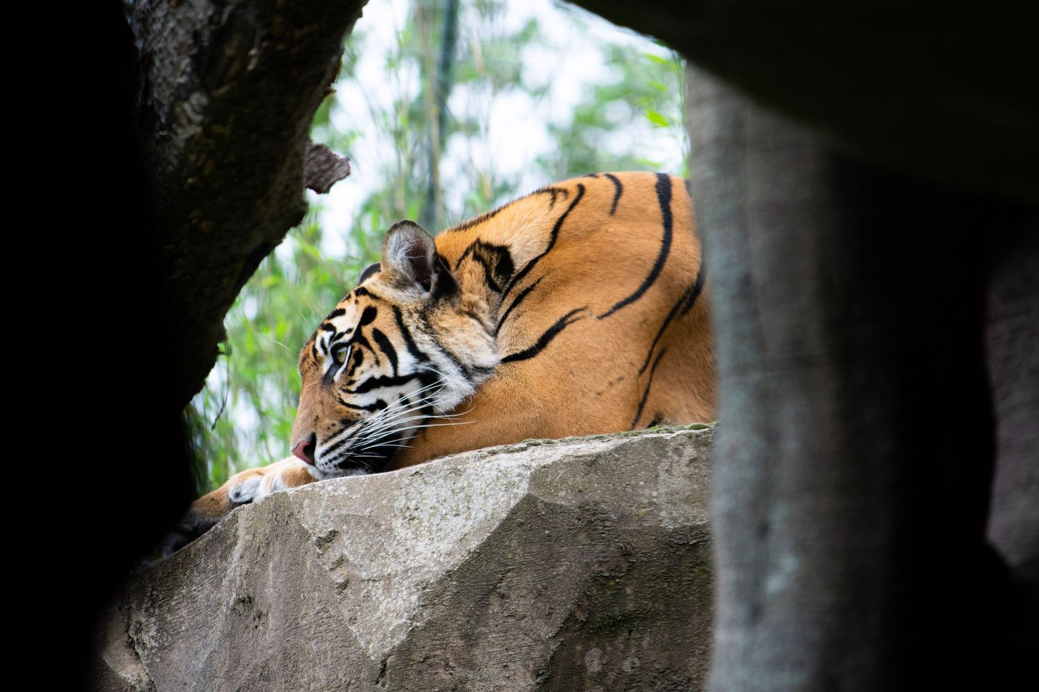 A Bengal tiger resting its head on a rock ledge viewed through a gap between boulders.
