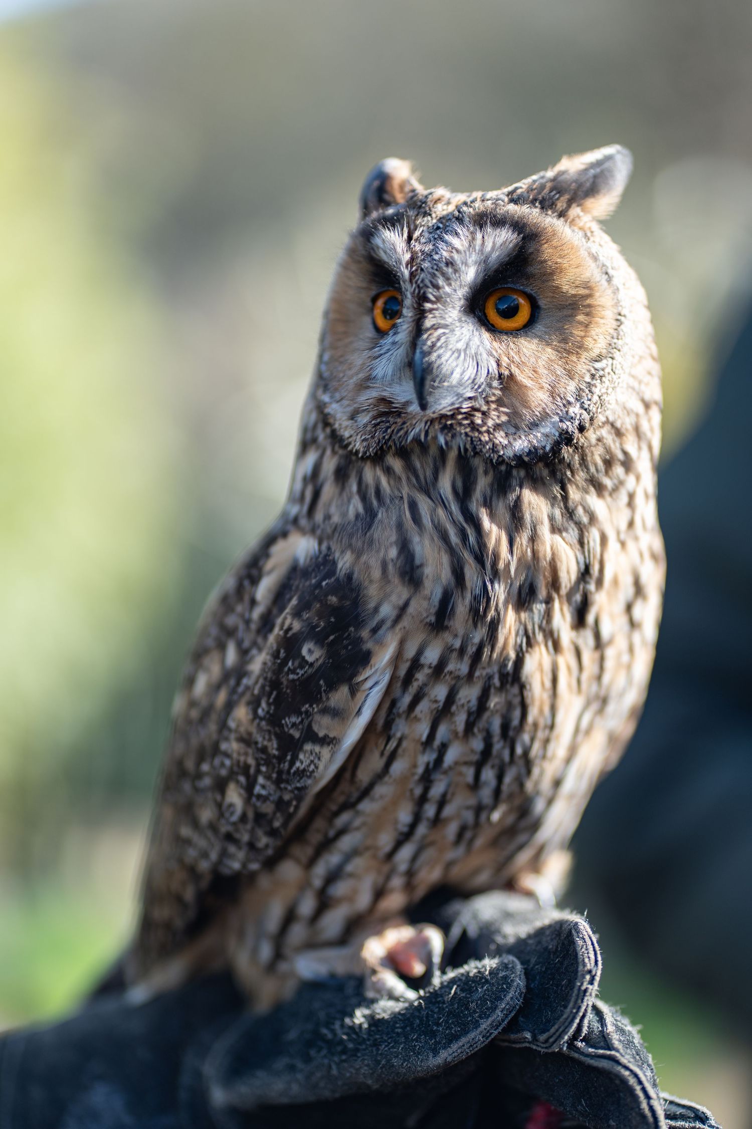 Tufted owl perched on a gloved hand against a softly blurred green background.