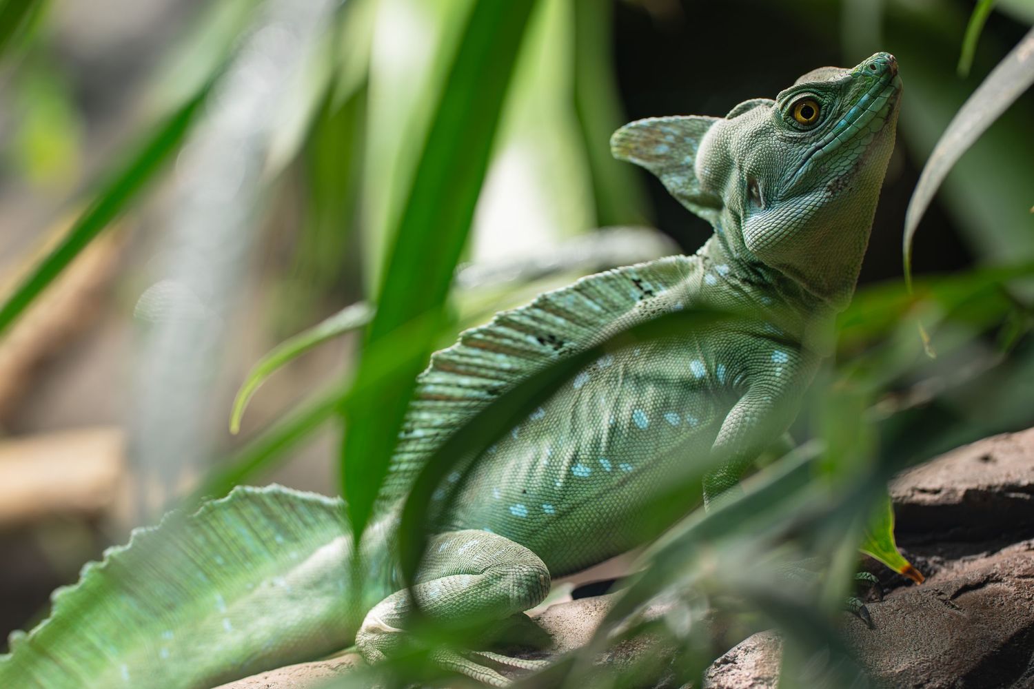 A green lizard resting among long leaves with its head raised.