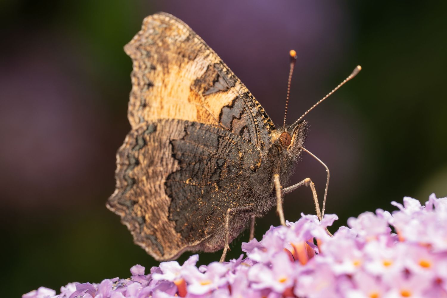 A brown and orange butterfly with folded wings feeding on small purple flowers.