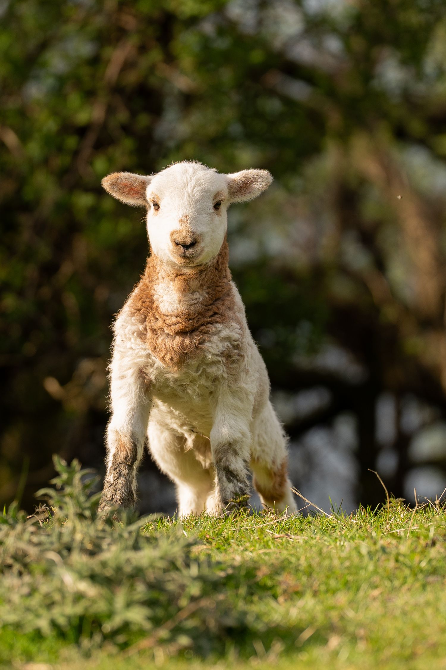Adorable white and brown newborn lamb standing on green grass in sunlight.