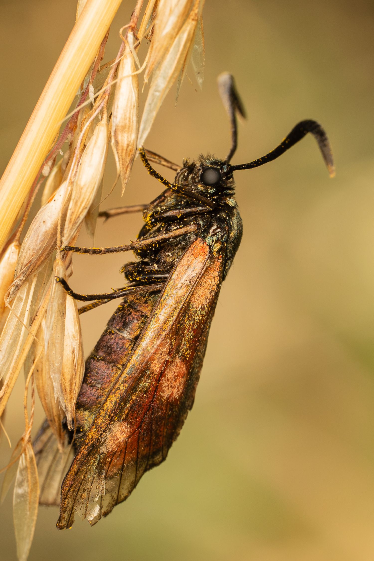 Macro photo of a brown moth with wings closed resting on a dried wheat stalk.