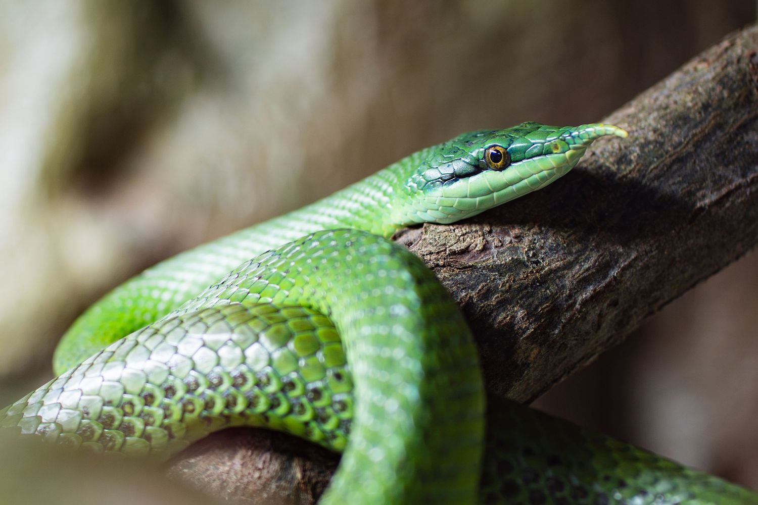 A bright green snake draped over a branch, with its head resting along the wood.