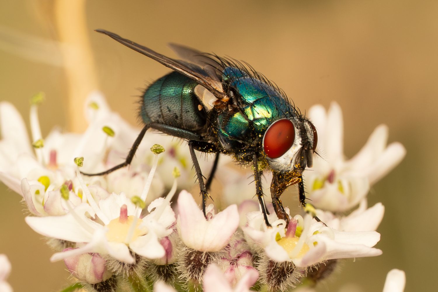 Macro photo of a metallic green bottle fly with red eyes perched on white flowers.