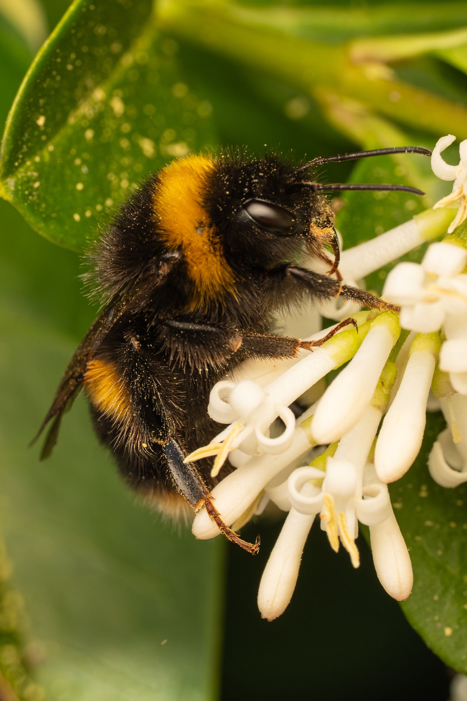 Close-up macro photo of a bumblebee covered in pollen feeding on white flowers.