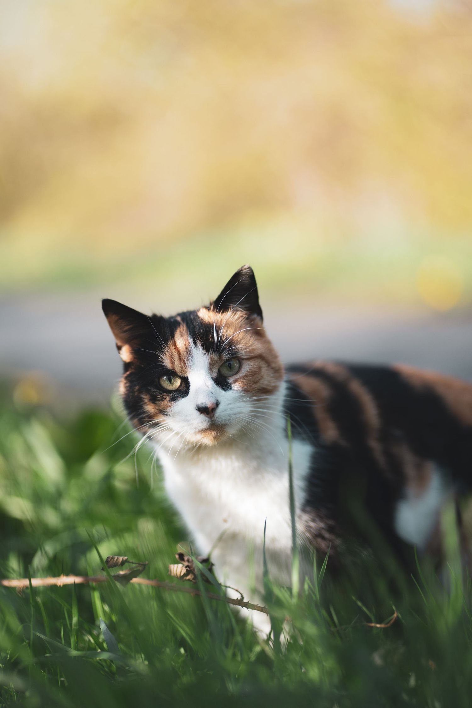 A black, white and ginger cat sitting among garden plants in warm sunlight.