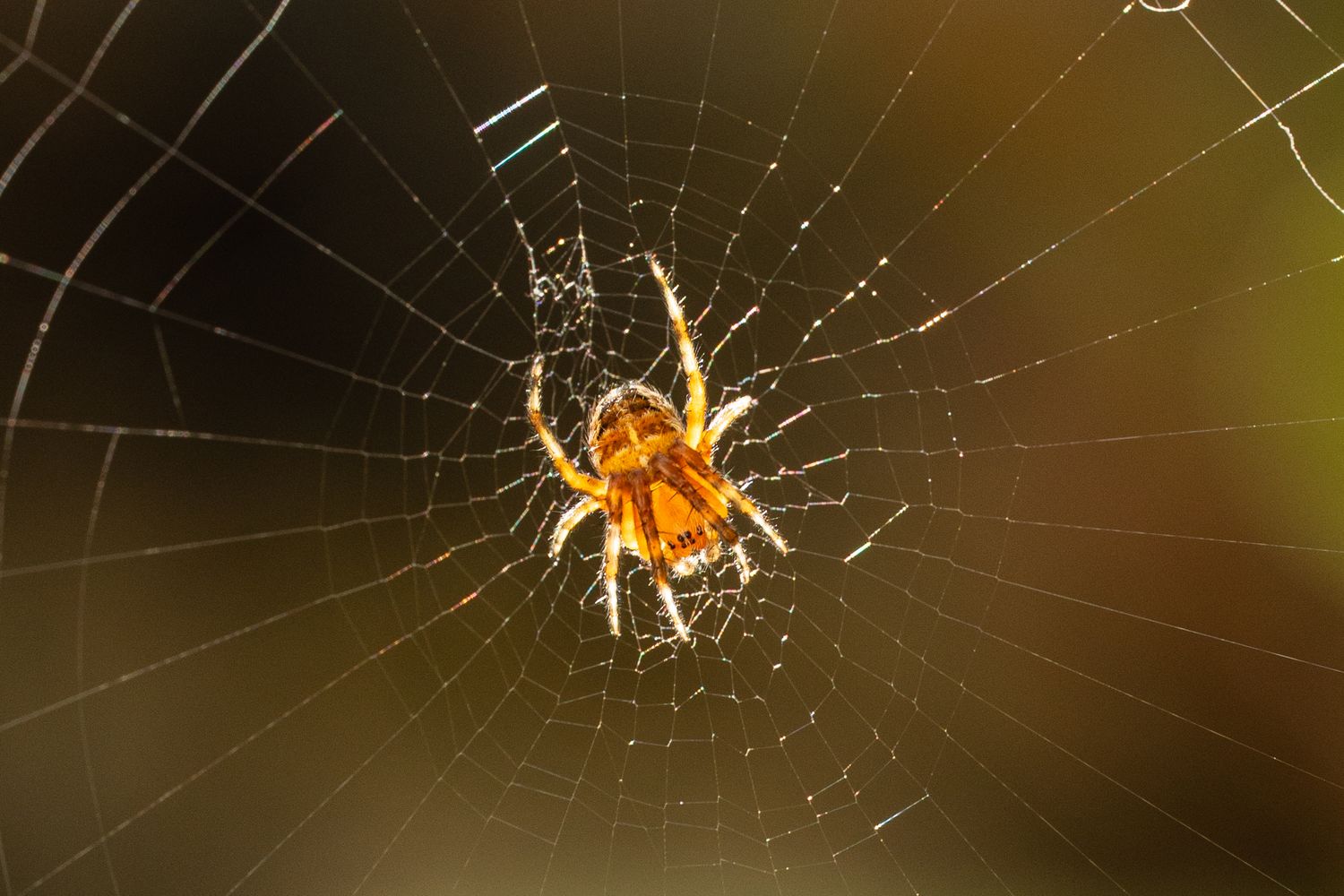 Close-up macro photo of an orange garden spider sitting in the center of its intricate web.
