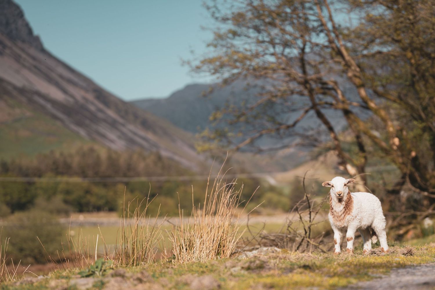 A sheep standing in a grassy mountain valley beside a tree.