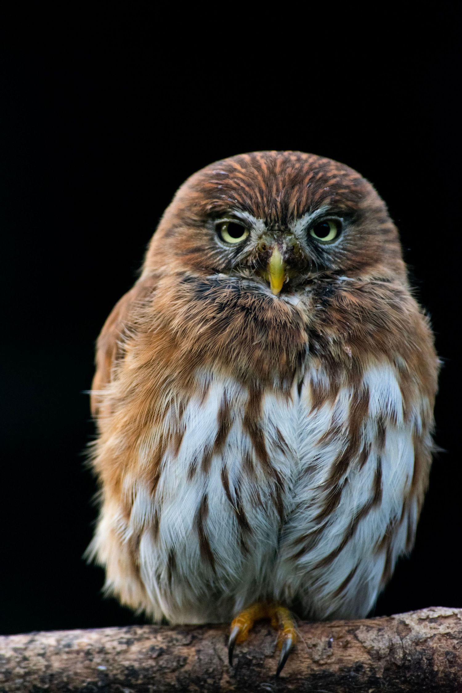 A small brown and white pygmy owl perched on a branch staring forward against a black background.