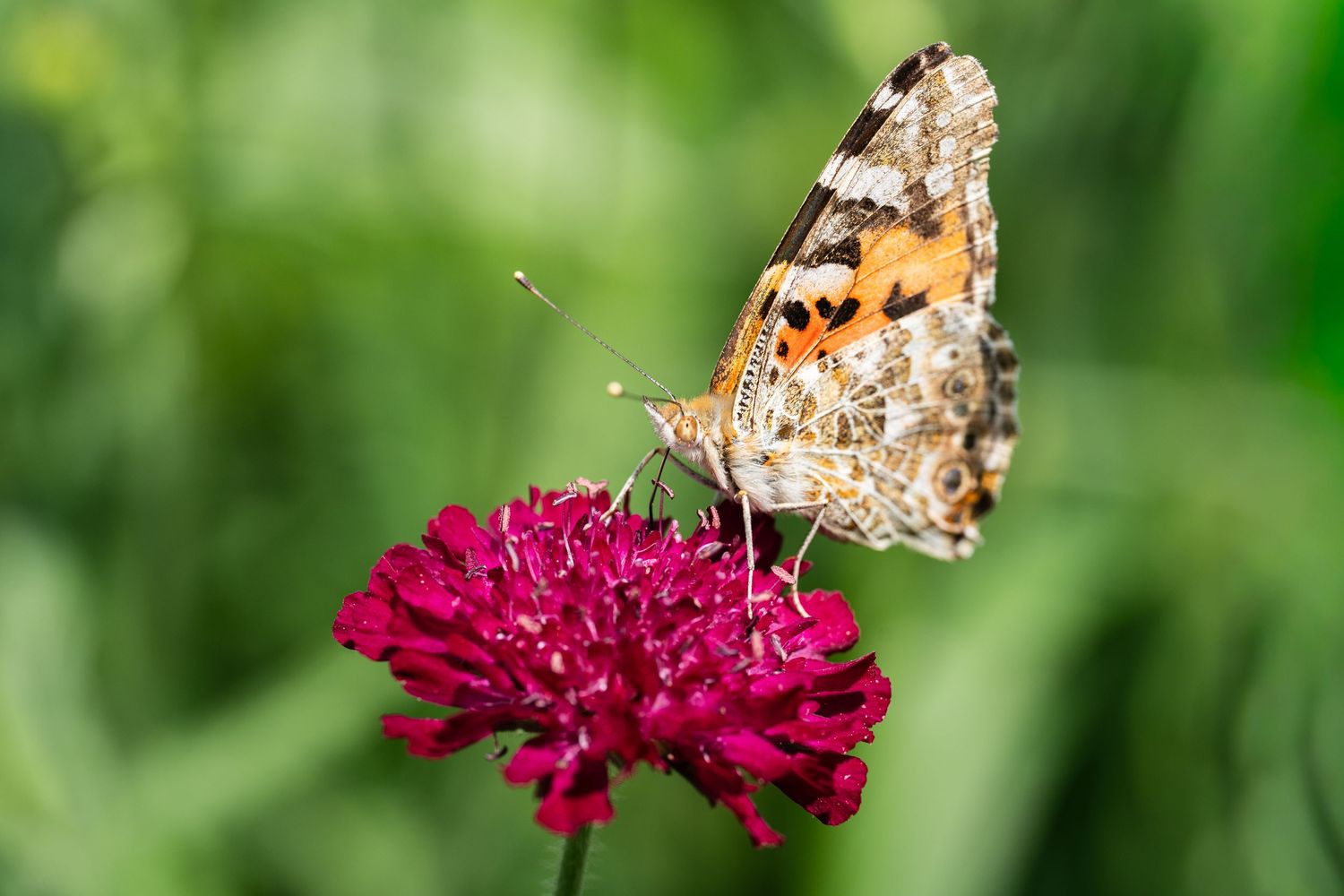 Painted lady butterfly feeding on a vibrant red flower with green background.