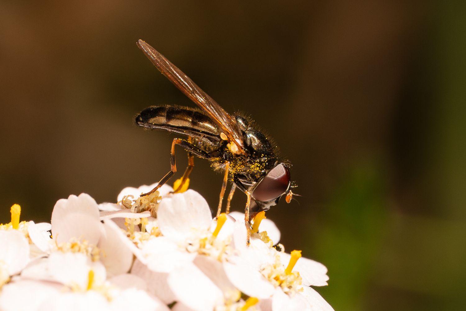 Close-up of a fly feeding on small white flowers against a dark background.