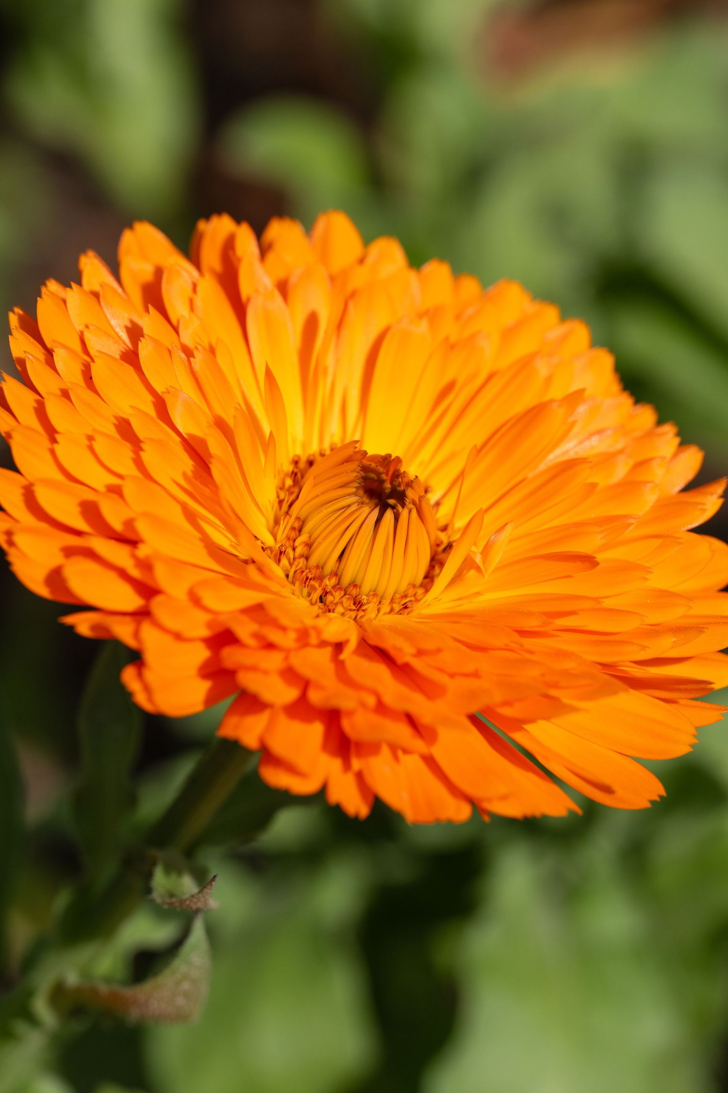 A vivid orange flower in bloom against green foliage.