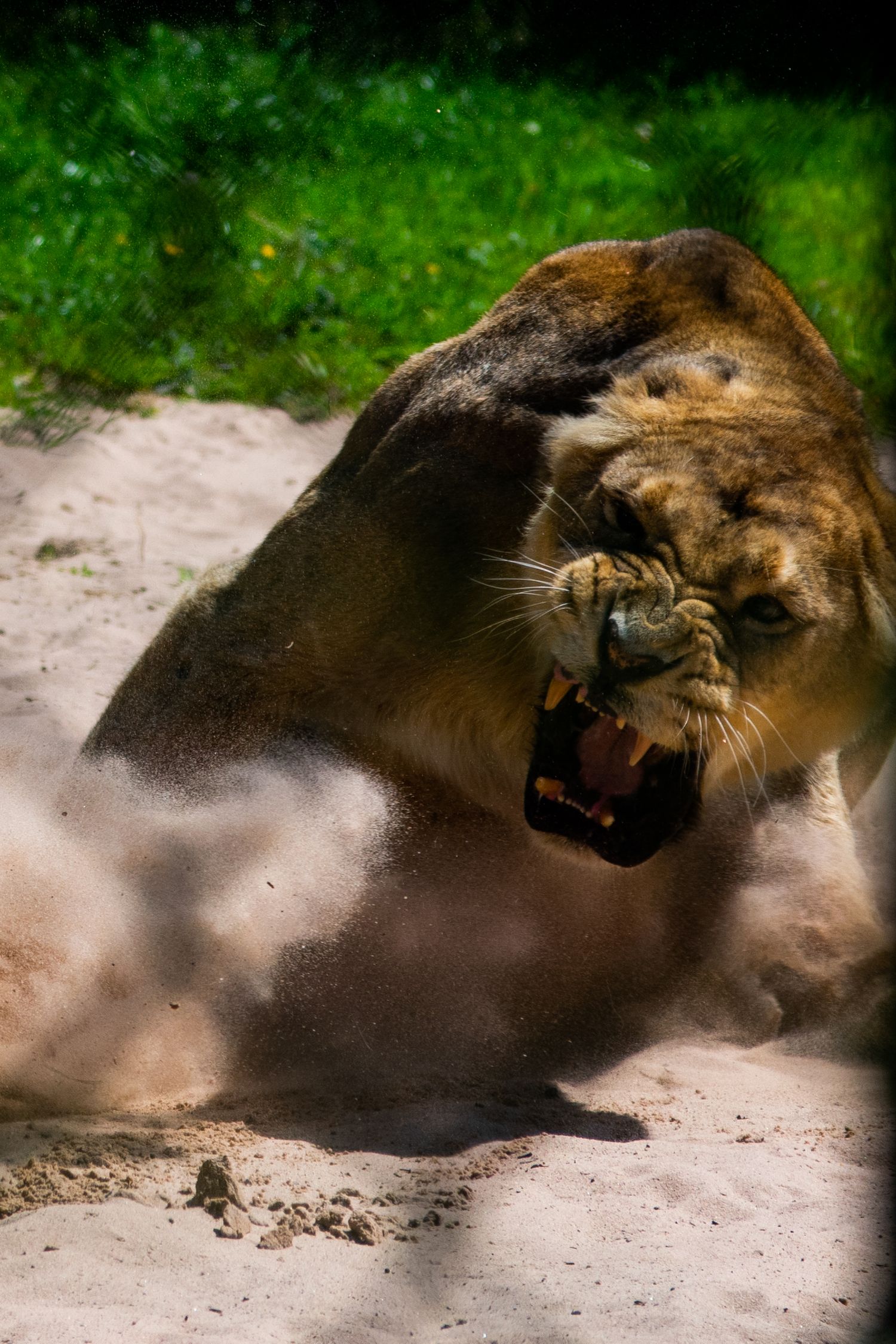 Two lions wrestling on sandy ground with dust rising around them.