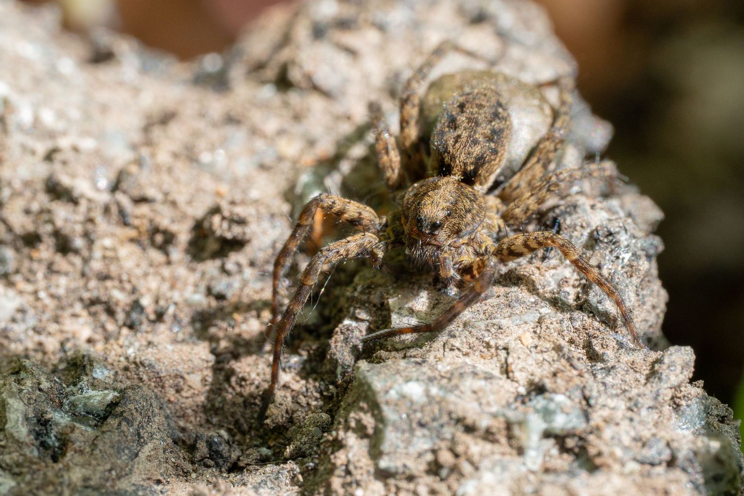Close-up of a mottled brown spider camouflaged against textured tree bark.