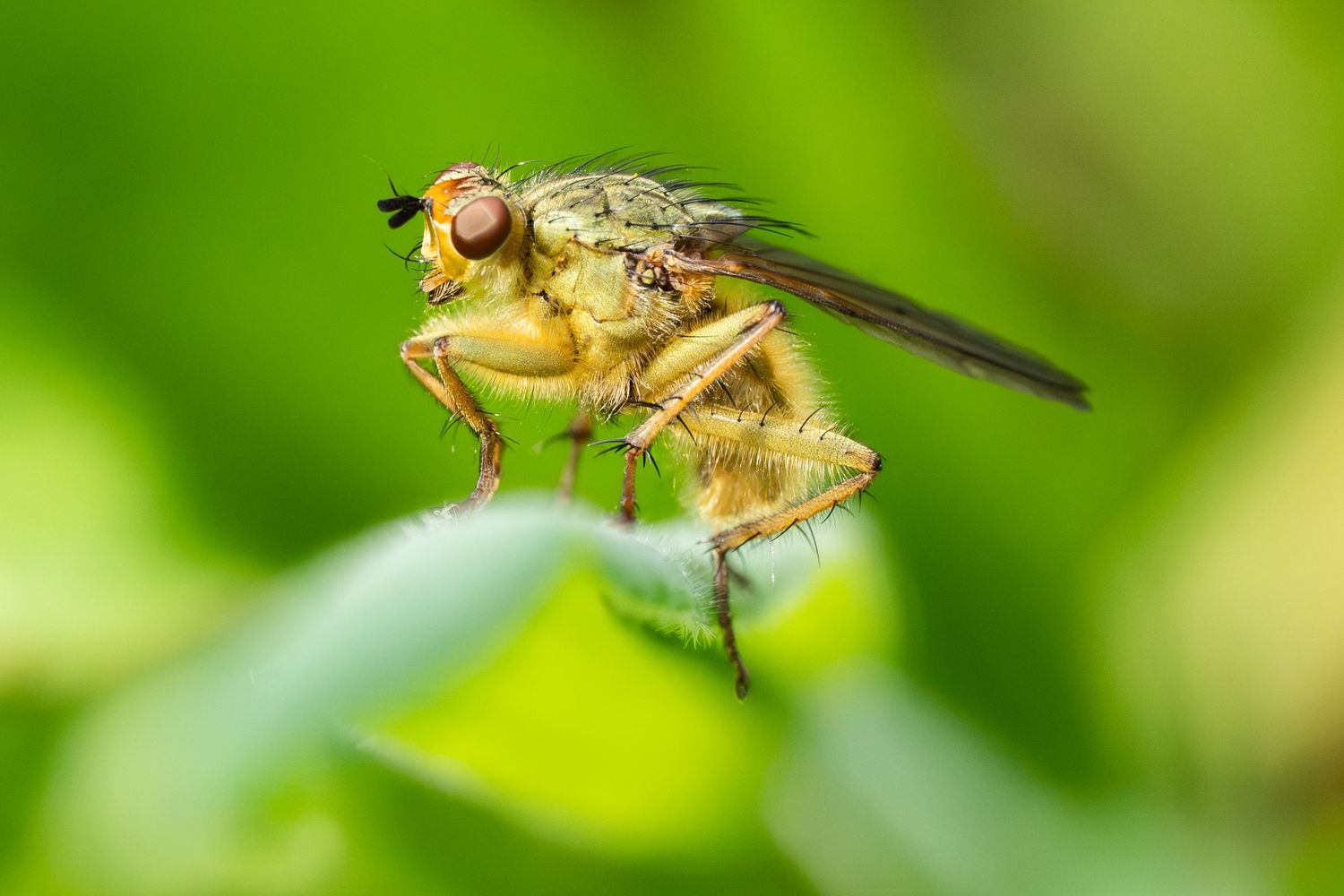 Close-up macro photo of a yellow and green fly perched on a green leaf with bokeh background.