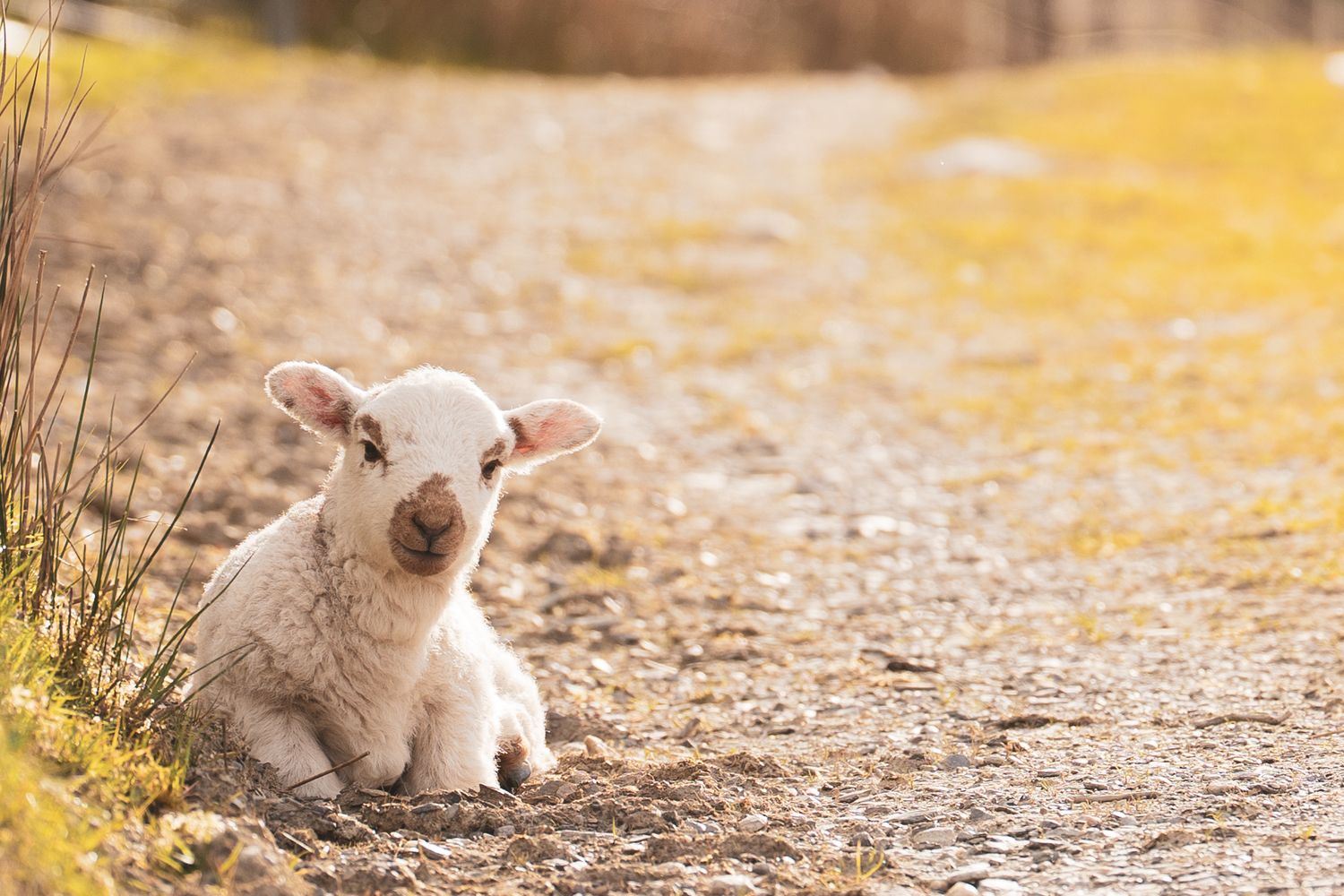 Cute white newborn lamb resting on a dirt path in warm golden light.