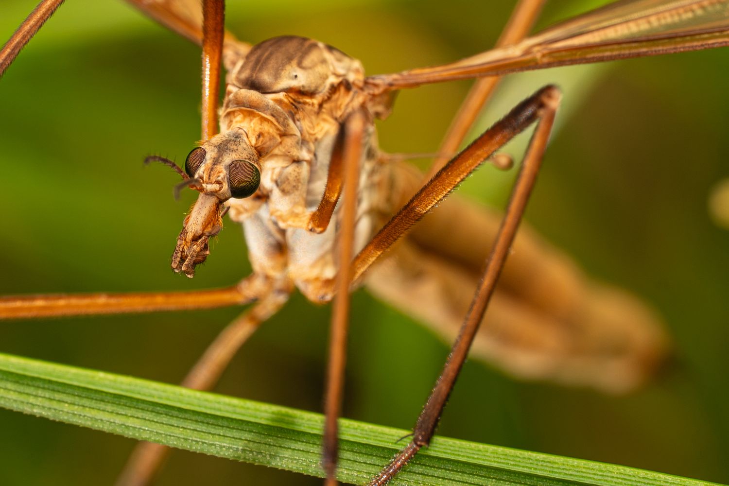 Extreme macro close-up of a crane fly resting on a green grass blade showing detailed features.