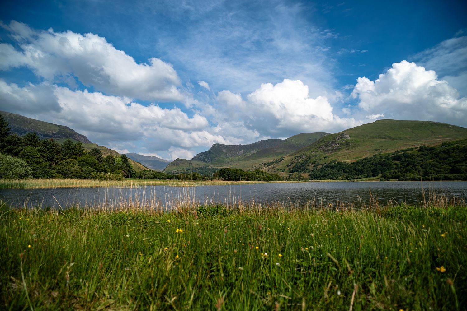 A lake fringed by tall grasses beneath green hills and a blue sky filled with white clouds.