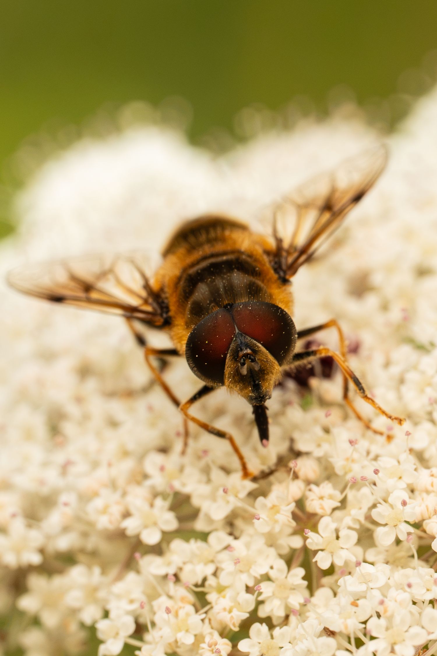 Macro close-up of a hoverfly with red eyes resting on clusters of tiny white flowers.