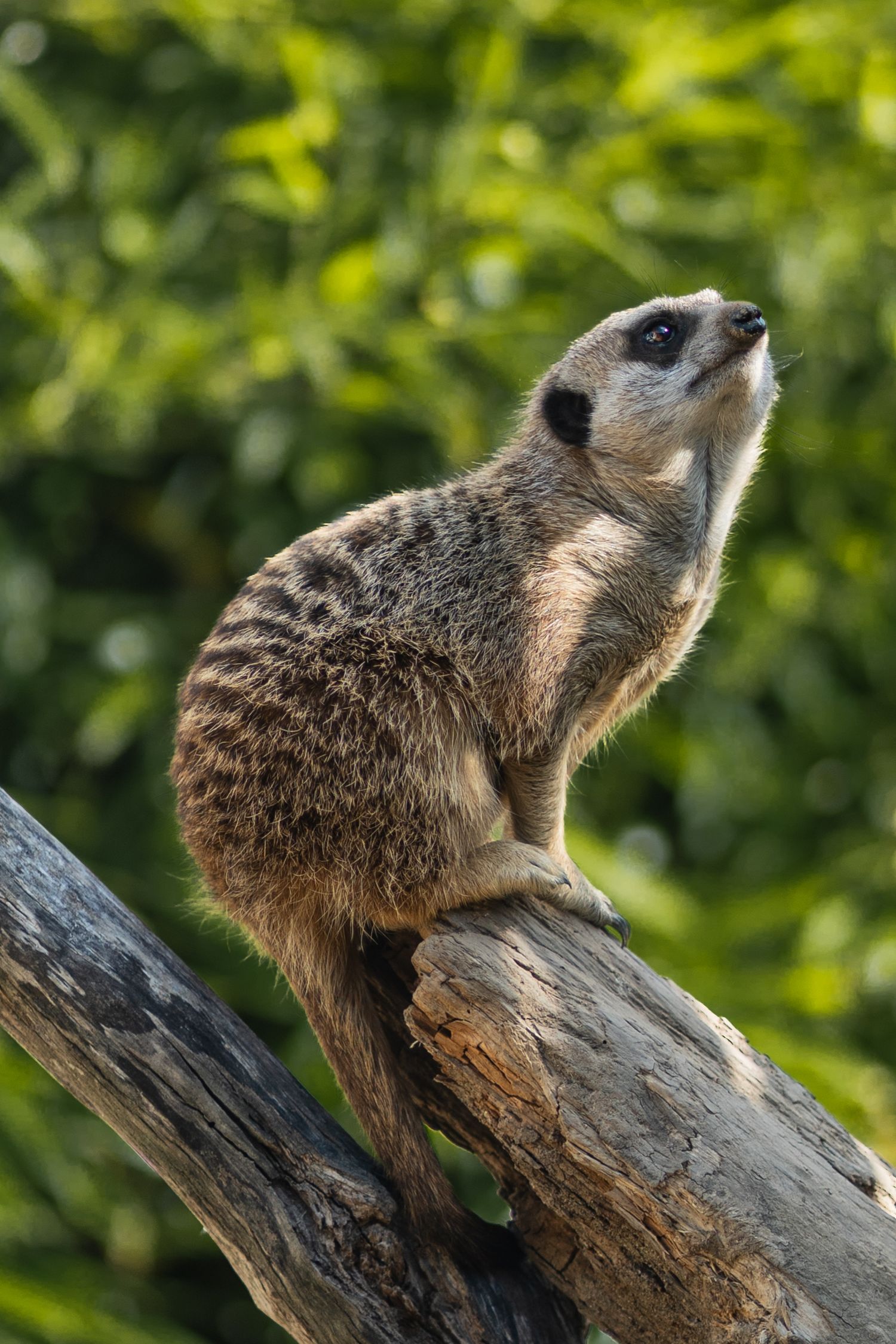 A meerkat perched upright on a tree stump against green foliage.