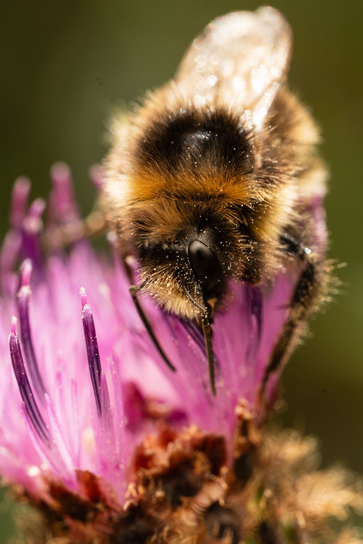 Close-up macro photo of a bumblebee gathering nectar from a purple thistle flower.