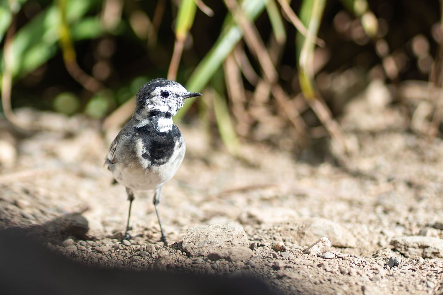 A small black and white bird standing on sandy ground beneath leafy plants.