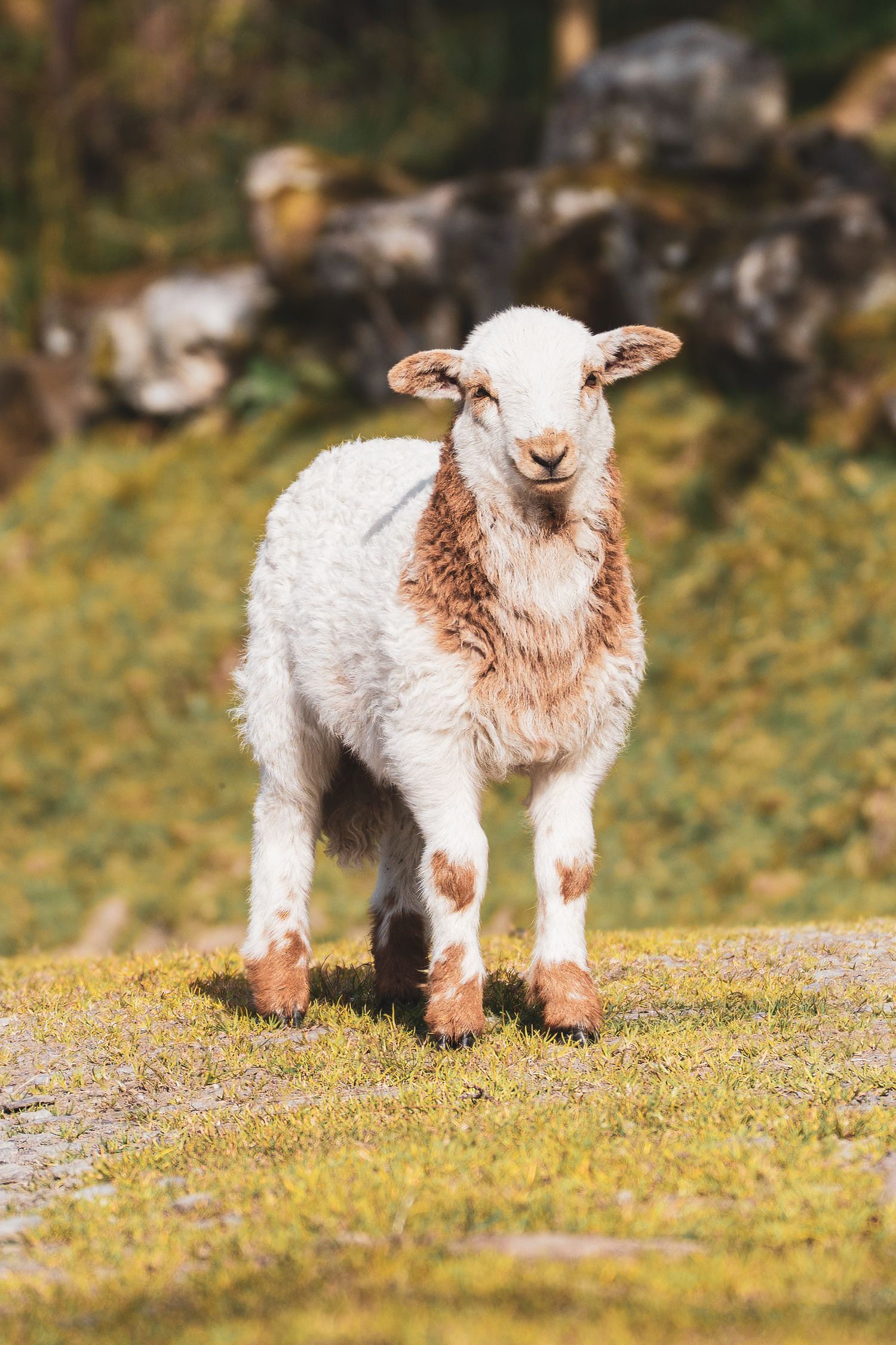 A sheep facing the camera on a grassy slope in warm sunlight.