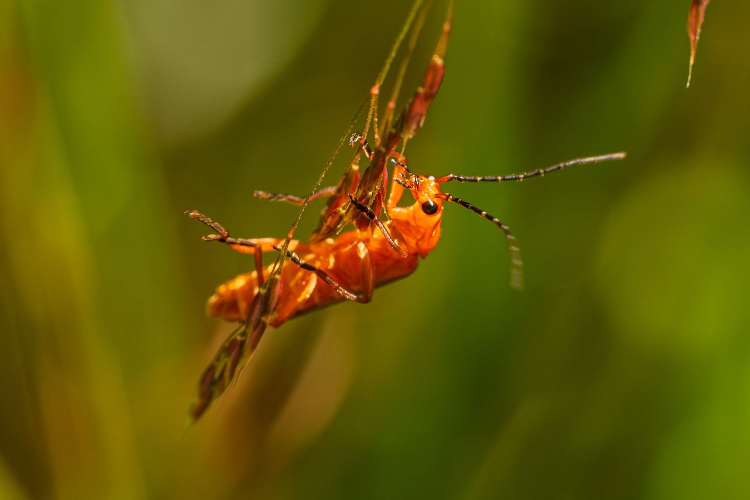Close-up macro photo of a bright orange insect hanging upside down on a green grass stem.