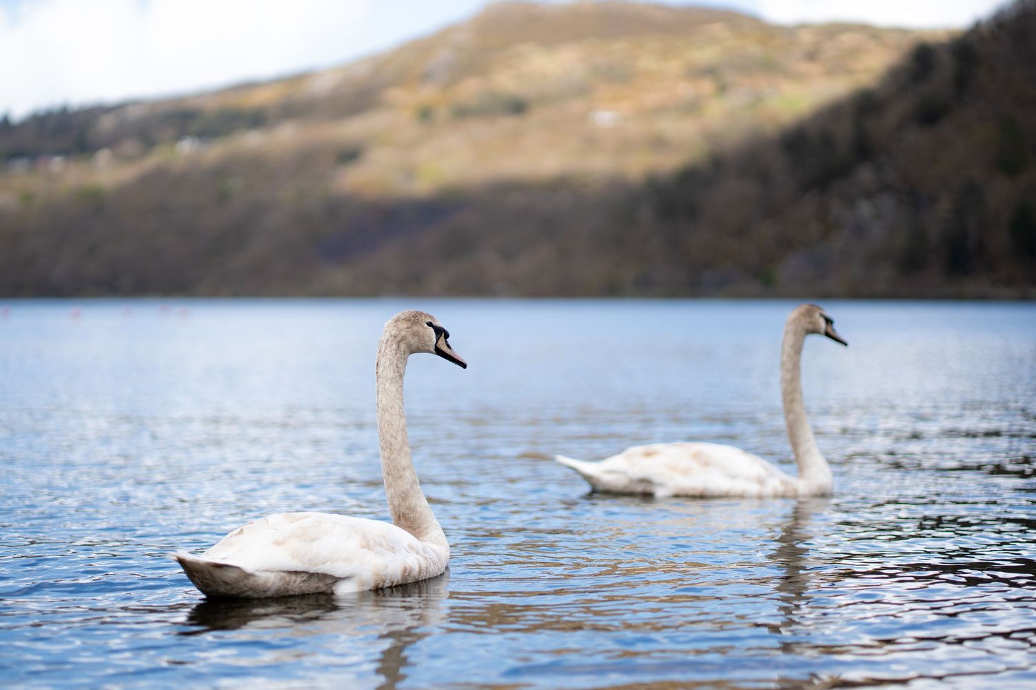 Two swans swimming on a blue lake with hills rising behind them.