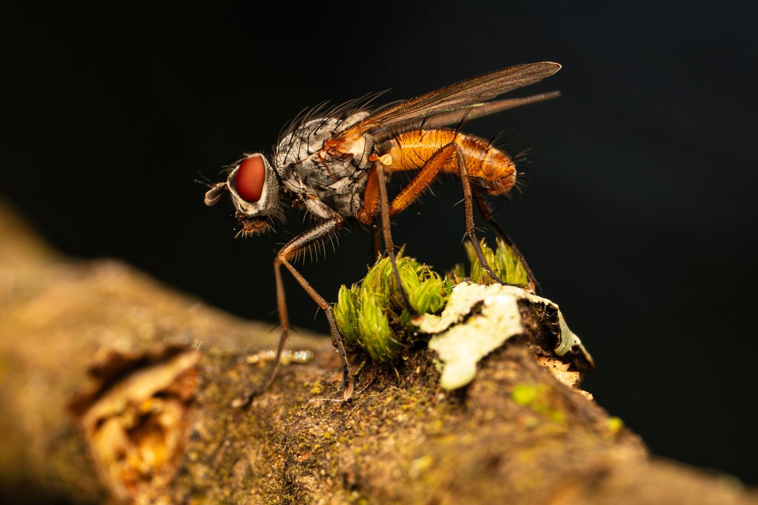 Macro photograph of a red-eyed fly with an orange abdomen standing on a piece of wood.