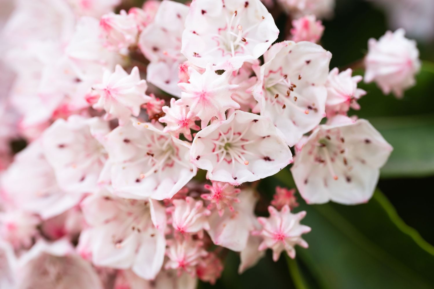 Close-up of white and pink mountain laurel flowers in full bloom.