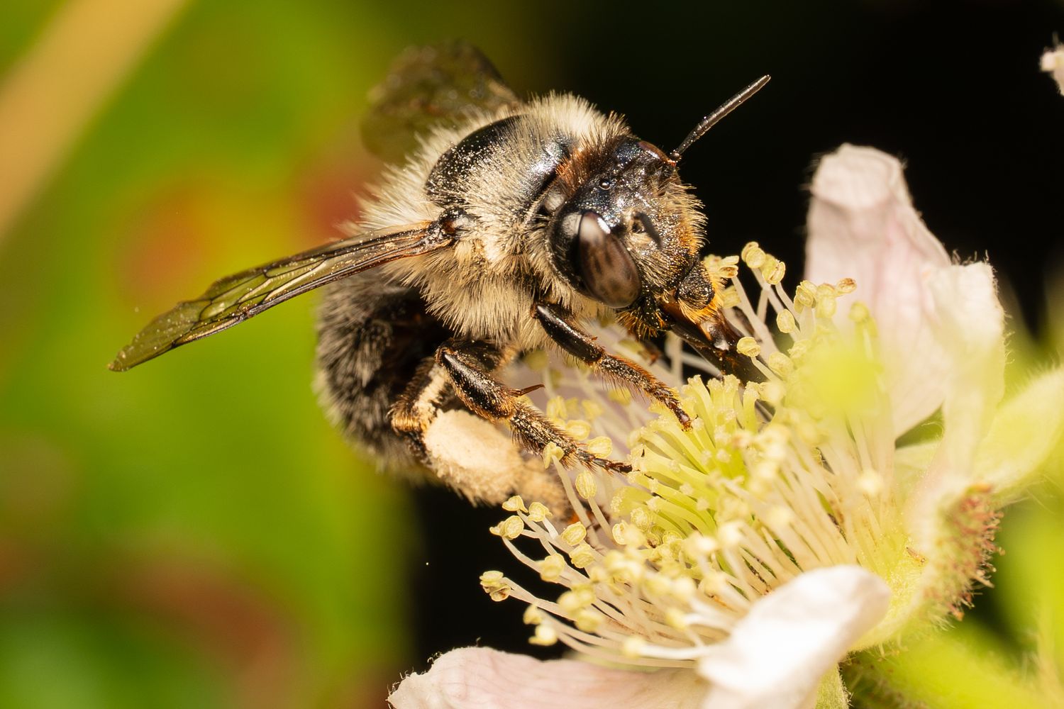 Macro photograph of a bumblebee feeding on a pale pink flower.