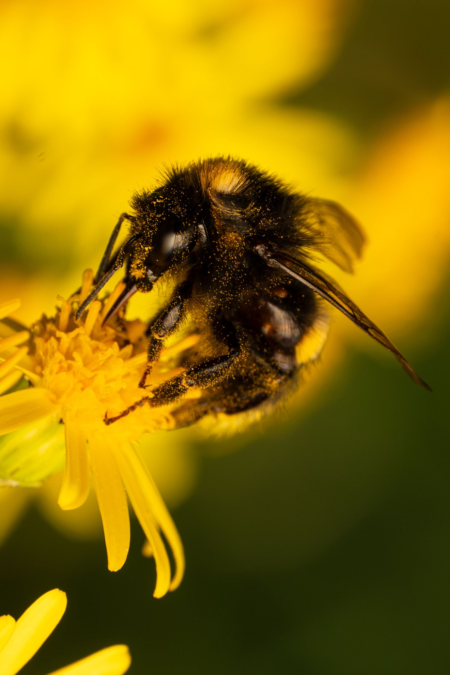 Macro close-up of a fuzzy bumblebee collecting nectar from a bright yellow flower.