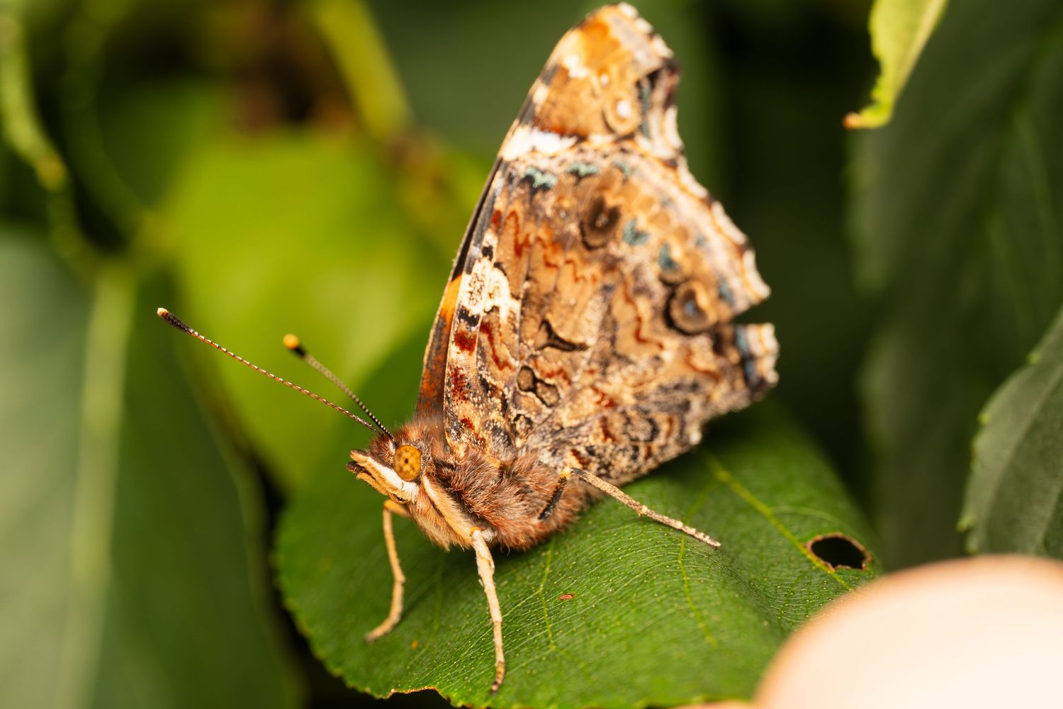 An orange and brown butterfly resting with its wings folded on a green leaf.