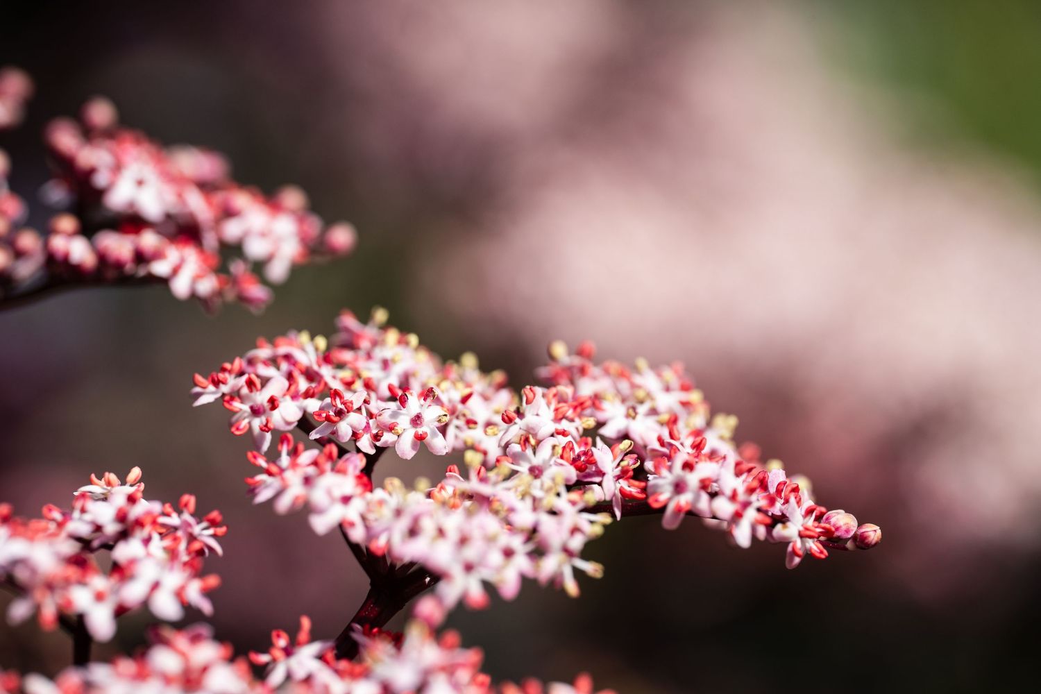 Delicate clusters of tiny pink and white flowers against a softly blurred background.