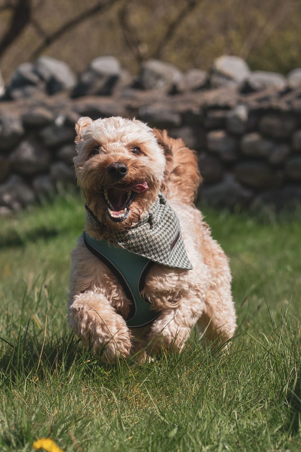 A curly-haired tan dog wearing a harness bounding across the grass.