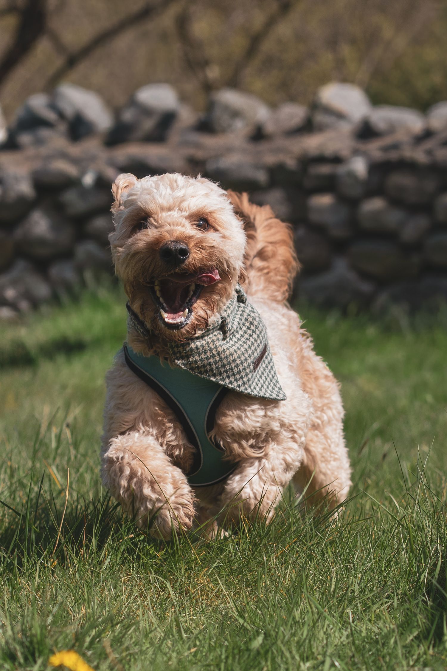 A curly-haired tan dog wearing a harness bounding across the grass.