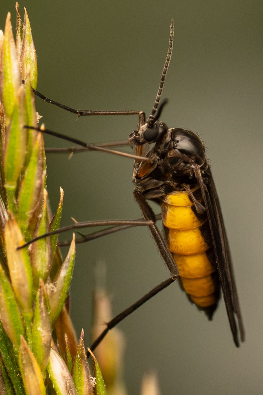 Macro photograph of a dark insect with a bright orange abdomen clinging to a grass stem.