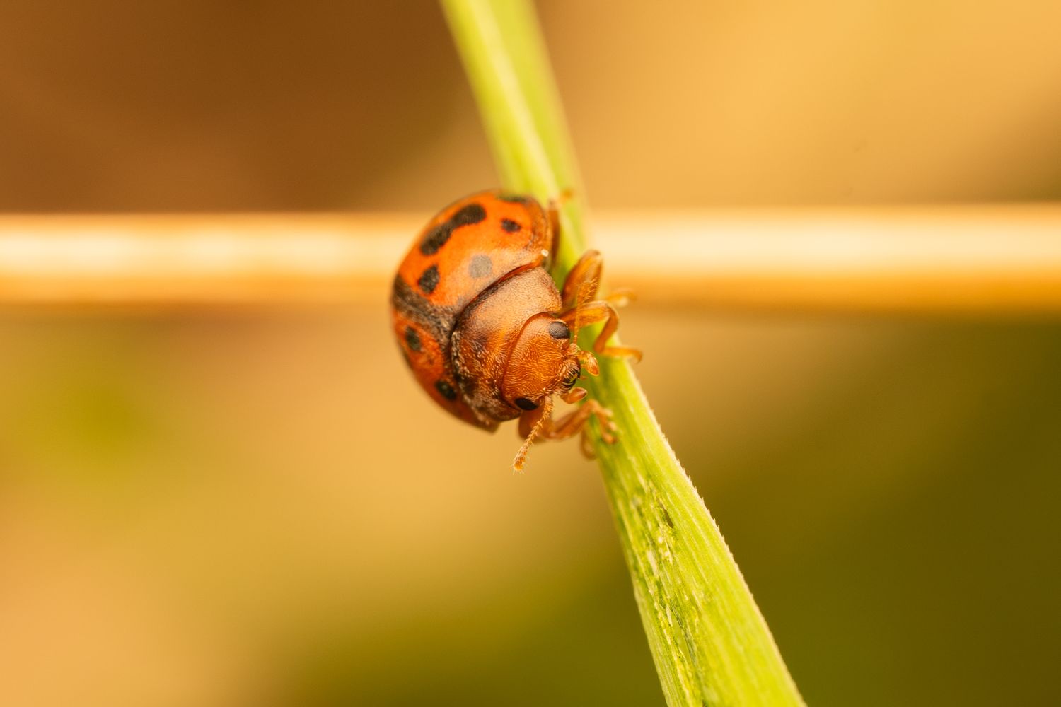 Macro photo of a red ladybug with black spots clinging to a green plant stem.